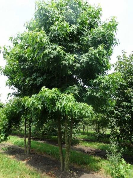 Amerikanischer Amberbaum / Guldenbaum 'mehrstämmig' / Amerikanischer Amberbaum / Guldenbaum 'mehrstämmig'