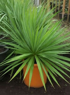 Palmlilie / Yucca gnstig in Top-Baumschulqualitt kaufen