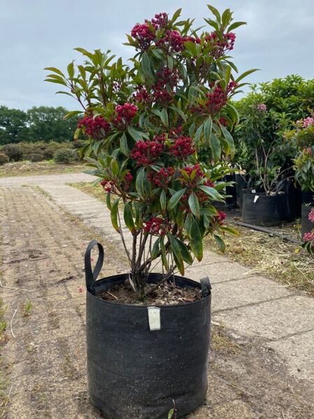 Kalmia latifolia 'Kaleidoscope' (Lorbeerrose/Berglorbeer) 70-80 cm, Solitär im Topf mit grünen Blättern und roten Knospenständen