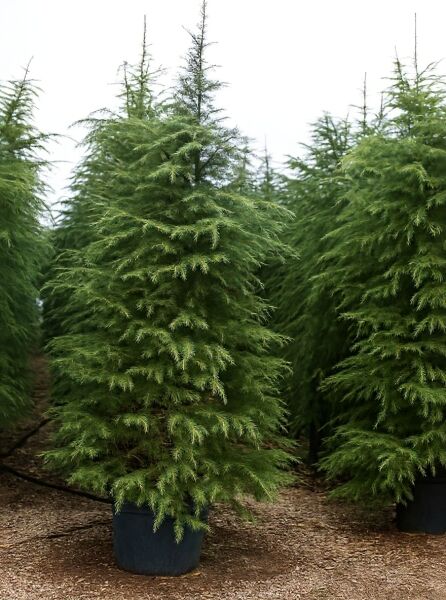 Himalaja-Zeder (Cedrus deodara) im Container C100, 300–350 cm, immergrüner Nadelbaum mit hängenden Zweigen.