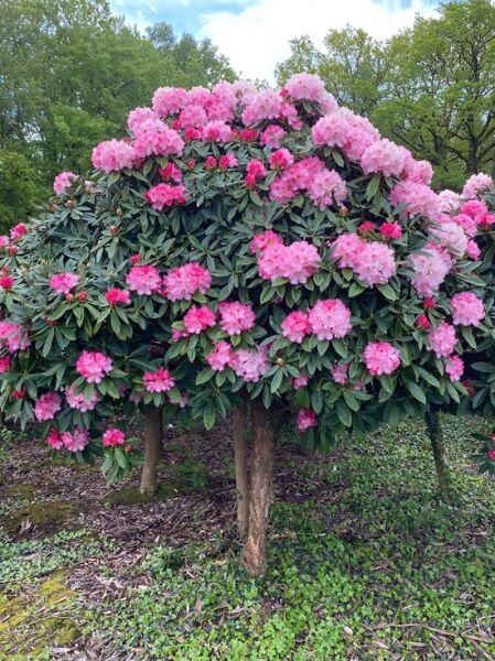 Rhododendron Arabella (Rhododendron yakushimanum 'Arabella') 
