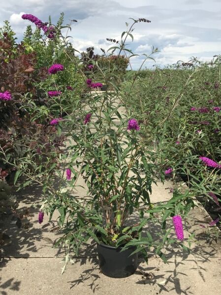 Buddleja davidii 'Royal Red' / Sommerflieder im C20-Topf, 175–200 cm, Strauch mit purpurfarbenen Blütenrispen und schmalen Blättern.