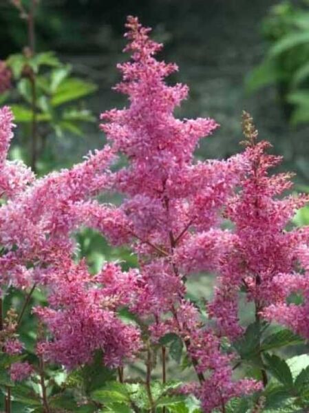 Japanische Pracht-Spiere 'Rheinland' / Astilbe japonica 'Rheinland'