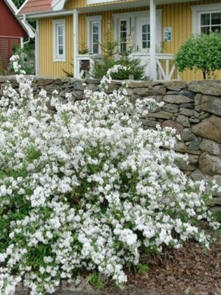 Rosa Glöckchen-Deutzie / Deutzia rosea