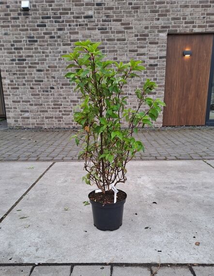 Rispen-Hortensie Hydrangea paniculata 'Vanille Fraise ®' 60-80 cm C10 im schwarzen Pflanztopf, mehrtriebiger Strauch mit grünen Blättern