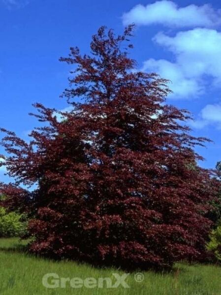 Fagus sylvatica 'Roseomarginata' / Rosa-dunkelrote Buche