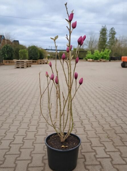 Magnolia 'Genie'® / Magnolie 'Genie', 80–100 cm, C20, schlanker Strauch im Topf mit purpurfarbenen Blütenknospen