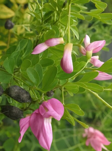 Salzstrauch / Salzstrauch