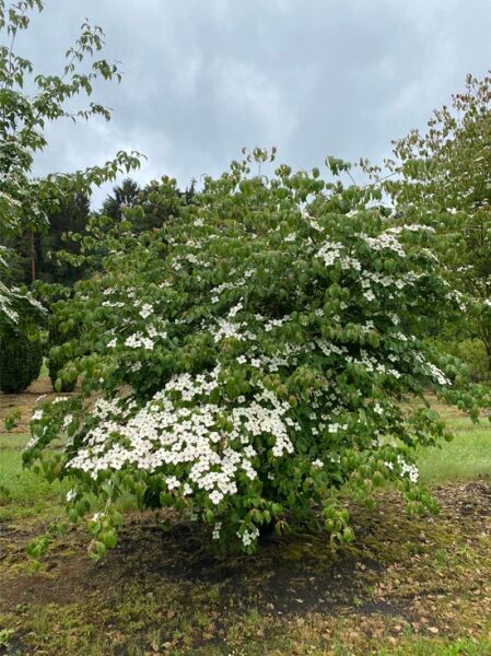 Cornus kousa var. chinensis / Chinesischer Blumen-Hartriegel