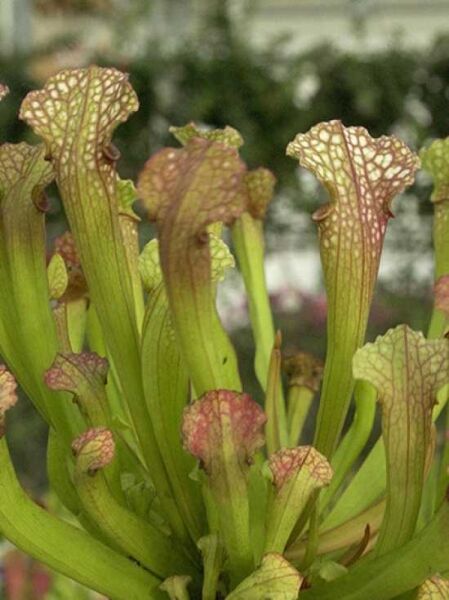 Sarracenia 'Stevensii' / Schlauchpflanze 'Stevensii' mit grünen Schläuchen und rot geäderten Hauben in Horstform