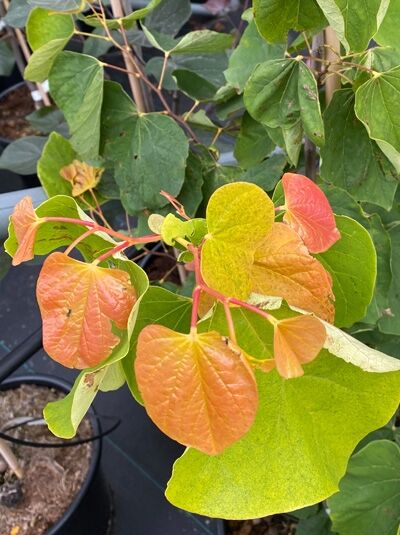 Kanadischer Judasbaum 'The Rising Sun' - Cercis canadensis 'The Rising ...
