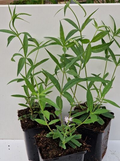 Veronicastrum virginicum 'Lavendelturm' / Kandelaber-Ehrenpreis 'Lavendelturm' P9, Topfpflanze mit grünen Blättern und hellvioletter Blüte