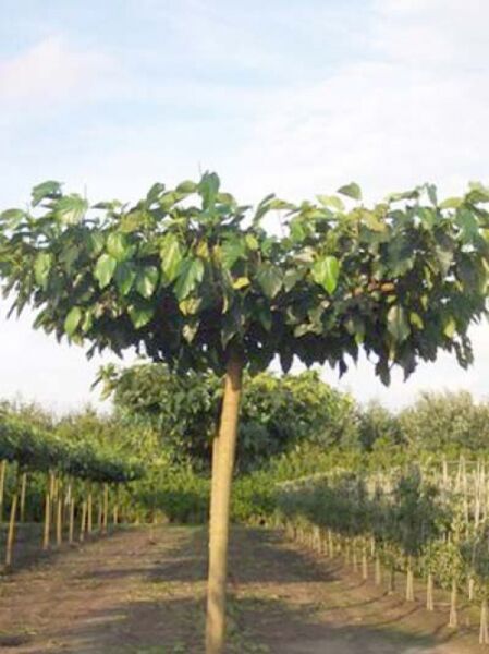 Morus alba 'Fruitless' Dachspalier / Weißer Maulbeerbaum 'Fruitless' als Dachspalier mit geradem Stamm und flacher Krone.