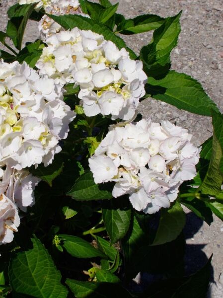 Bauern-Hortensie 'Soeur Thérèse' / Bauern-Hortensie 'Soeur Thérèse'