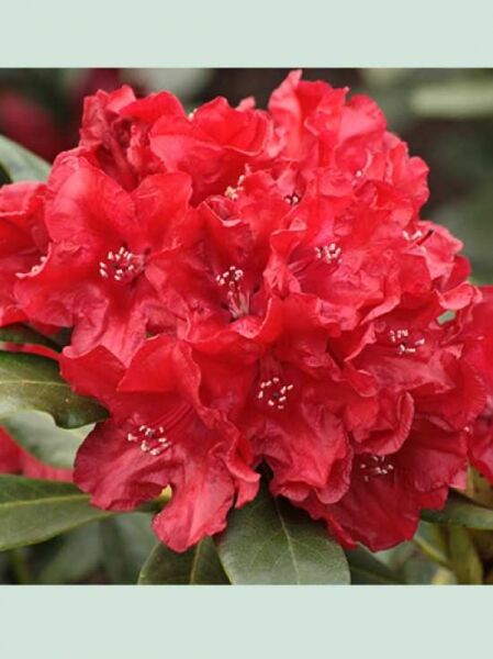 Rhododendron Hybride 'Small Wonder' / Rhododendron 'Small Wonder'