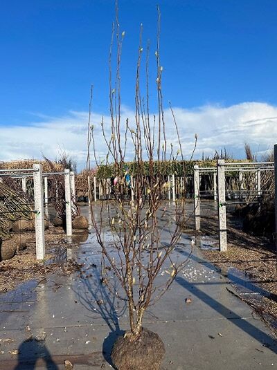 Magnolia soulangiana, Tulpen-Magnolie 250–300 cm mit Drahtballen, mehrstämmig, unbelaubter Baum mit Knospen