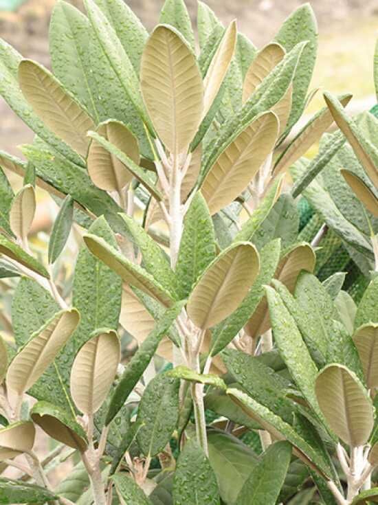 thuja gigantea Green Giant (Thuja Tree) [3 PACK] 1 Gallon (2'-3' tall)