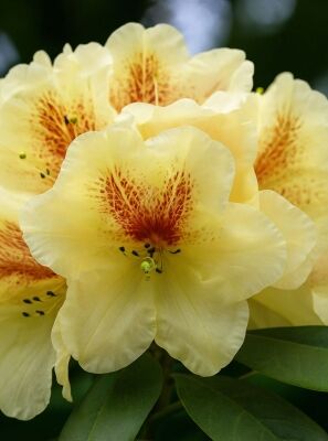 Rhododendron 'Goldbukett' - Rhododendron wardii 'Goldbukett' - Baumschule  NewGarden