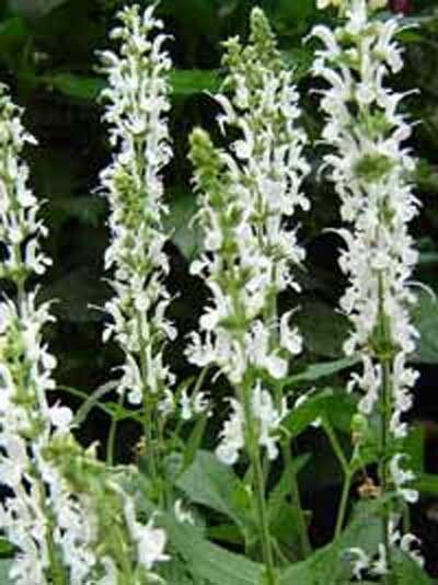 Salvia nemorosa 'Schneehügel' / Steppensalbei / Gartensalbei