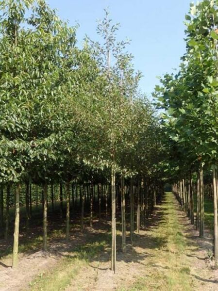 Schlitzblättrige Schwarz-Erle (Alnus glutinosa 'Laciniata'), Hochstamm 16-18 StU, im Baumschulquartier mit Baumkrone am Pfahl