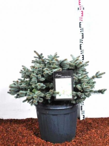 Picea pungens 'Glauca Globosa' / Kleine Blau-Fichte, 50-60 cm, C30, kompakter Nadelstrauch im Pflanztopf