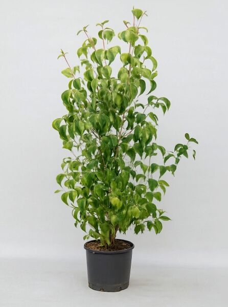 Japanischer Blumen-Hartriegel (Cornus kousa) 'Scarlet Fire'®, 150–175 cm, C20, mehrtriebige Pflanze im schwarzen Topf