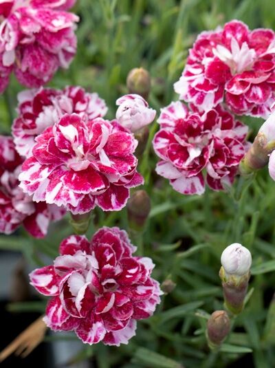 Dianthus gratianopolitanus 'Whatfield Gem' / Pfingst-Nelke