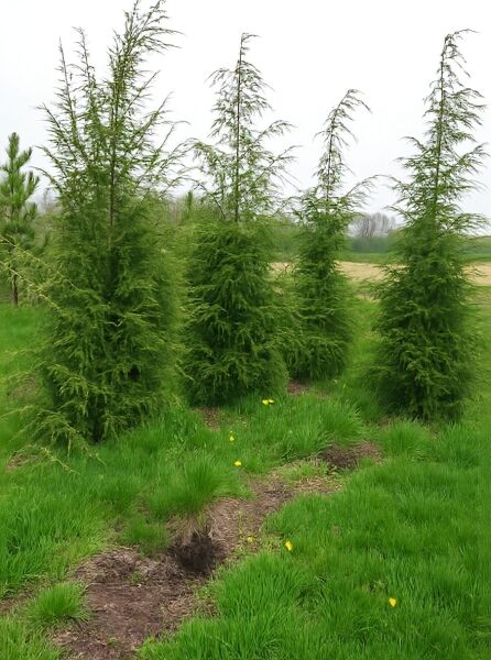 Tsuga canadensis / Kanadische Hemlocktanne, 250-300 cm m. Db., schlanke Nadelbäume mit lockerem, überhängendem Wuchs.