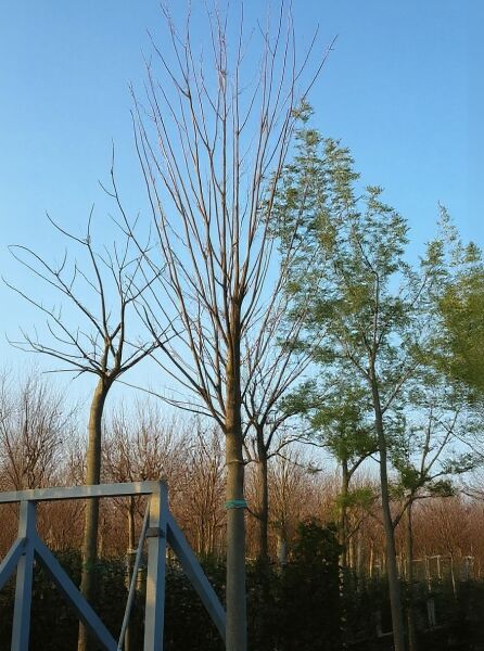 Rot-Ahorn Acer rubrum 'Scanlon' Hochstamm 18-20 StU im Container, laubloser Baum mit aufrechtem Stamm und verzweigter Krone.