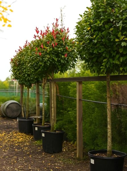 Photinia fraseri 'Red Robin' / Glanzmispel 'Red Robin' Hochstamm im Container, Stamm 225 cm, 25–30 StU, rote Austriebe