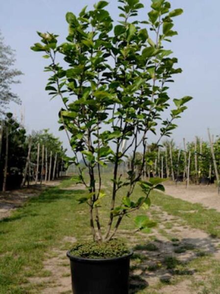 Magnolia denudata (Yulan-Magnolie) mehrstämmiger Strauch im Topf, 175–200 cm, C70
