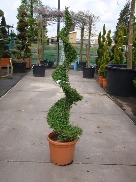 Ligustrum delavayanum 'Spirale' / Kugel-Liguster 'Spirale' 125-150 cm C25, spiralförmig geschnittener Liguster im Topf