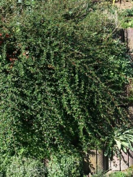 Cotoneaster dammeri 'Jürgl' / Teppichmispel 'Jürgl'