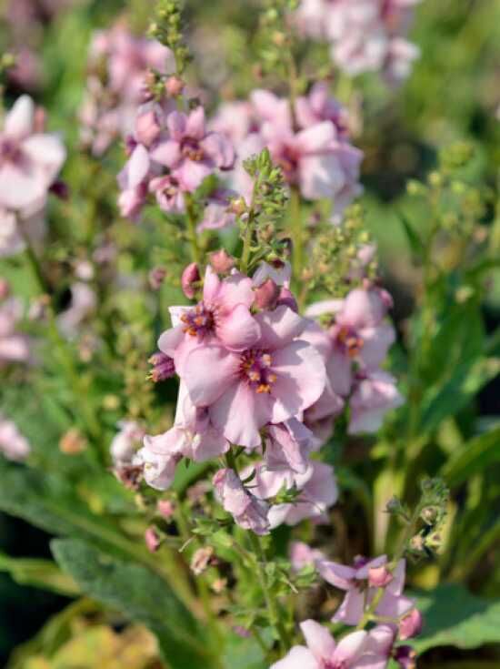 GartenKönigskerze 'Jackie' / Verbascum hybridum 'Jackie' kaufen