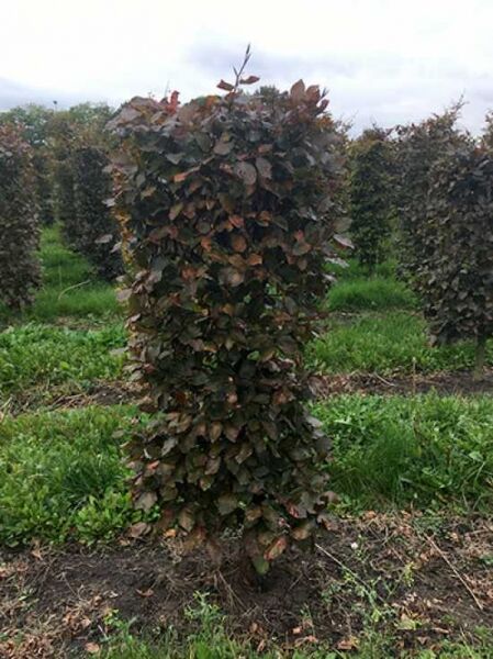 Blutbuche (Fagus sylvatica 'Purpurea') Fertighecke, dicht belaubtes Heckenelement mit Drahtballierung, ca. 125 x 50 x 50 cm