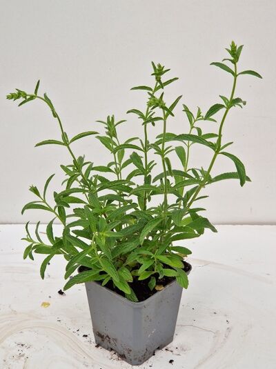 Aufrechter Ziest / Aufrechter Ziest