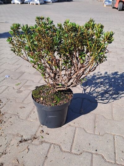 Zwergrhododendron 'Azurika' (Rhododendron impeditum 'Azurika') im Topf, 30–40 cm, C4, kompakter Strauch mit grünen Blättern.