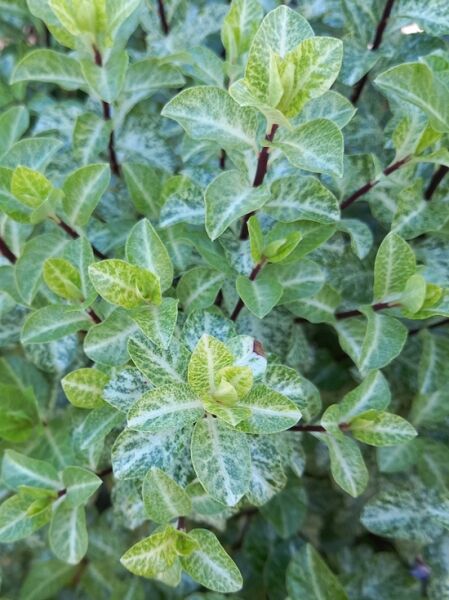 Pittosporum ’Irene Patterson‘ (Schmalblättrige Klebsame) mit grün-weiß panaschierten, schmalen Blättern an rötlichen Trieben.