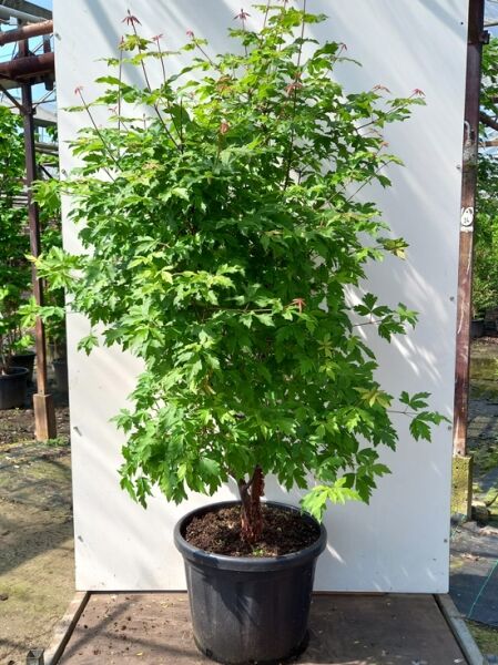 Zimt-Ahorn / Acer griseum