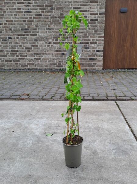 Schlingknöterich / Fallopia aubertii (Syn. Polygonum aubertii)