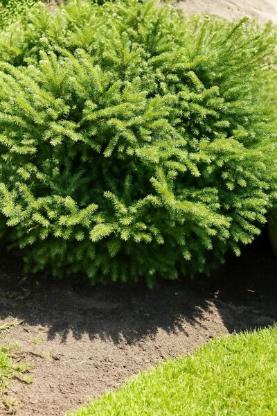 Zwergfichte 'Pumila' / Zwergfichte 'Pumila'