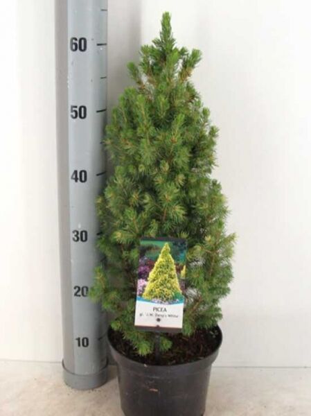 Picea glauca 'Daisy's White' / Zwerg-Zuckerhut-Fichte, im Topf, 30–40 cm, C3, kompakter Nadelbaum mit dichtem Wuchs