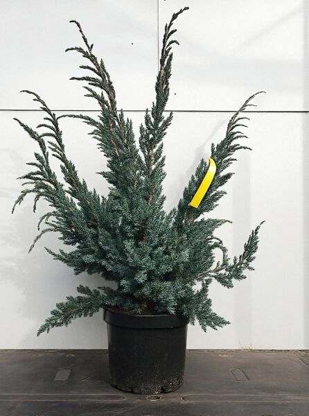 Juniperus squamata 'Meyeri' / Blauzeder-Wacholder 'Meyeri', 60–70 cm, C25, im schwarzen Topf, blaugrünes, dichtes Nadelkleid.