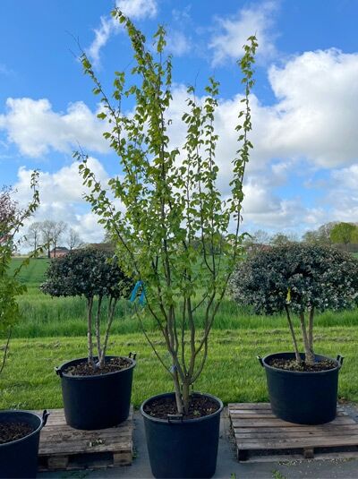 Eisenholzbaum / Parrotie 275-300 cm mehrstämmig / Parrotia persica mehrstämmig (876256)