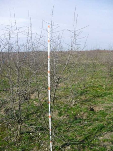 Prunus spinosa (Schlehe/Schwarzdorn) 175–200 cm m. Db., laubfreier Strauch mit verzweigten, dornigen Trieben im Feldbestand