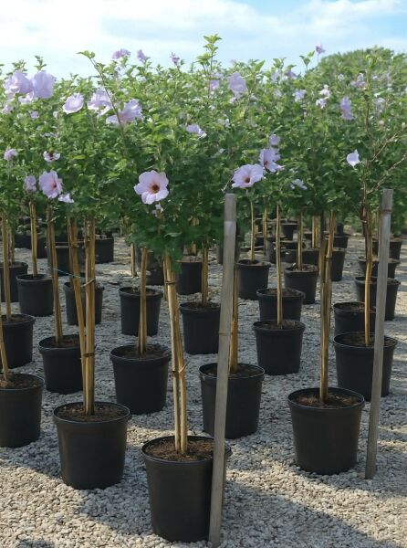Garten-Eibisch (Hibiscus syriacus) 'Duc de Brabant' als Hochstamm im schwarzen Topf, mit hellvioletten Blüten.