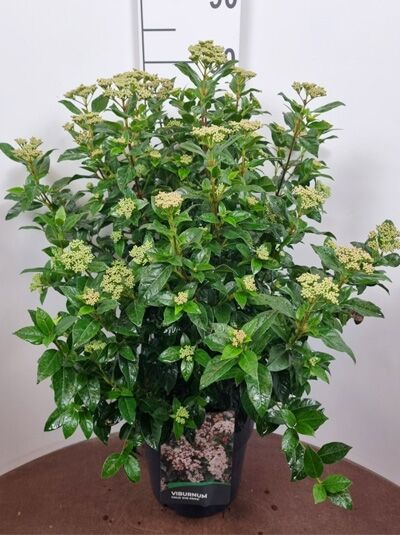 Viburnum tinus 'Eve Price' / Mittelmeer-Schneeball 'Eve Price' 40-50 cm C10, immergrüner Strauch im Topf mit Knospenständen