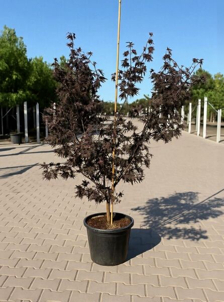 Japanischer Blut-Ahorn Acer palmatum 'Bloodgood', Fächerahorn im Container C35, ca. 125–150 cm, dunkelrotes Laub, mit Stützstab