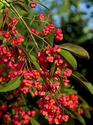 rundblttriger kirschlorbeer Kirschlorbeer Rotundifolia (Prunus laurocerasus 'Rotundifolia') | 175-200  cm im Topf