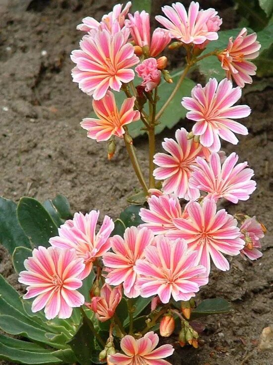 Bitterwurz / Lewisia cotyledon Regenbogen
